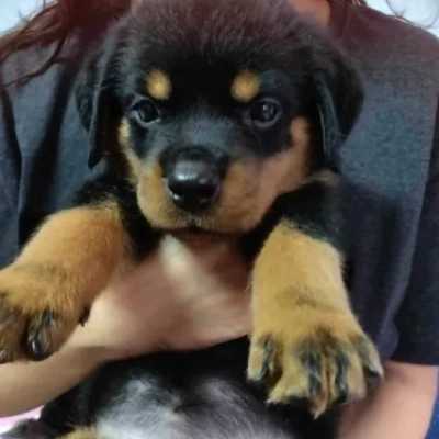 Rottweiler puppies for sale in Visakhapatnam