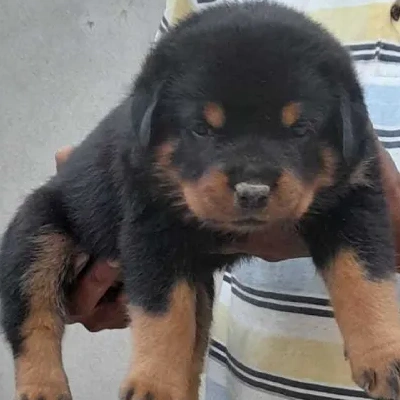 Rottweiler puppies for sale in Bikaner