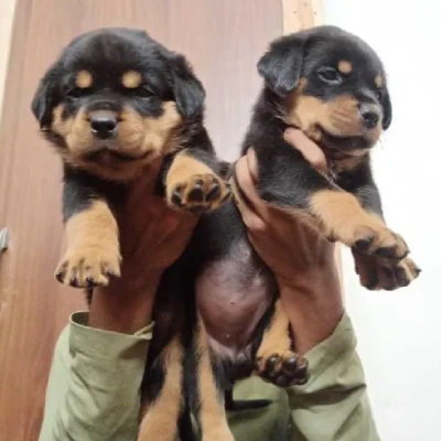 Rottweiler puppies for sale in Udaipur