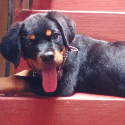 Rottweiler puppies for sale in Bikaner