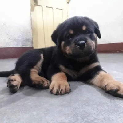 Rottweiler puppies for sale in Bikaner