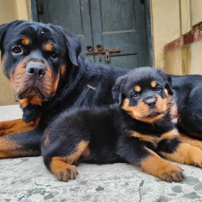 Rottweiler puppies for sale in Vijayawada