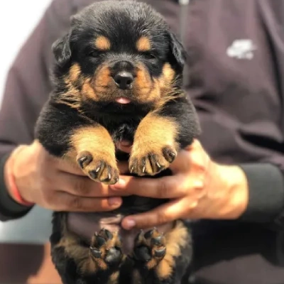 Rottweiler puppies for sale in Vijayawada