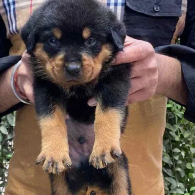 Rottweiler puppies for sale in Vijayawada