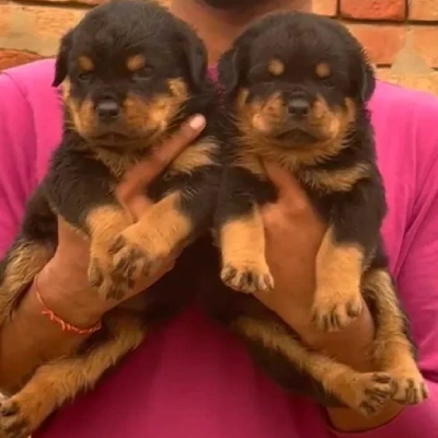 Rottweiler puppies for sale in Bikaner