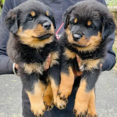 Rottweiler puppies for sale in Vijayawada