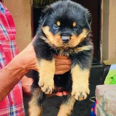 Rottweiler puppies for sale in Udaipur