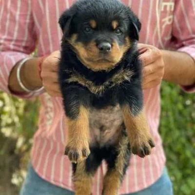 Rottweiler puppies for sale in Vijayawada