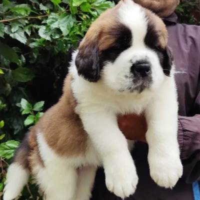 Saint Bernard puppies for sale in Bikaner