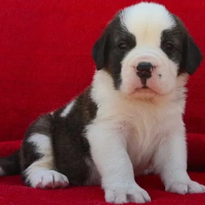 Saint Bernard puppies for sale in Vijayawada