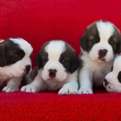 Saint Bernard puppies for sale in Vijayawada