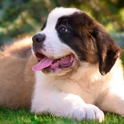 Saint Bernard puppies for sale in Vijayawada