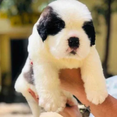 Saint Bernard puppies for sale in Bikaner