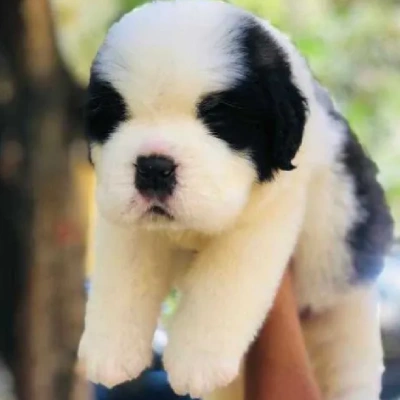 Saint Bernard puppies for sale in Bikaner