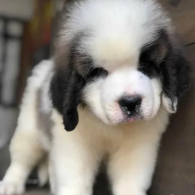 Saint Bernard puppies for sale in Bikaner