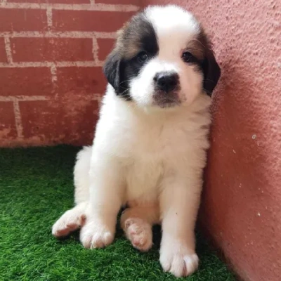 Saint Bernard puppies for sale in Bikaner