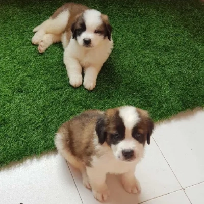 Saint Bernard puppies for sale in Vijayawada