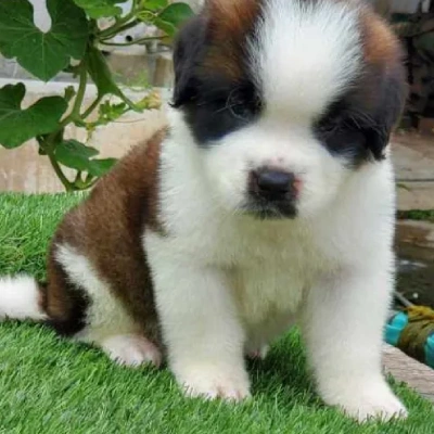 Saint Bernard puppies for sale in Vijayawada