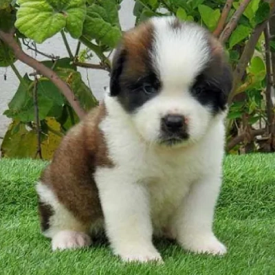 Saint Bernard puppies for sale in Bikaner