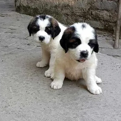 Saint Bernard puppies for sale in Bikaner