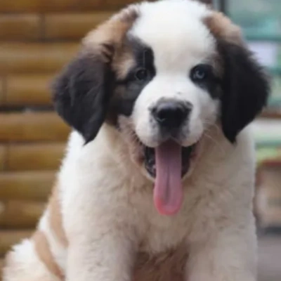 Saint Bernard puppies for sale in Bikaner