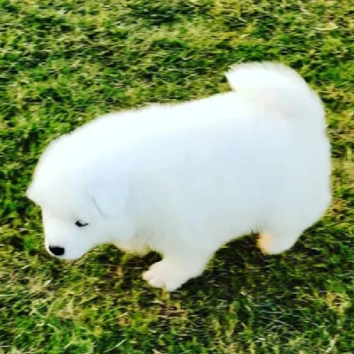 Samoyed puppies for sale in Vijayawada