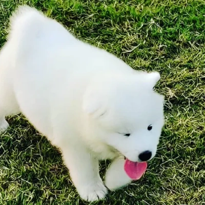 Samoyed puppies for sale in Udaipur