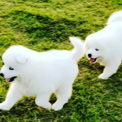 Samoyed puppies for sale in Vijayawada