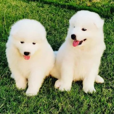 Samoyed puppies for sale in Vijayawada