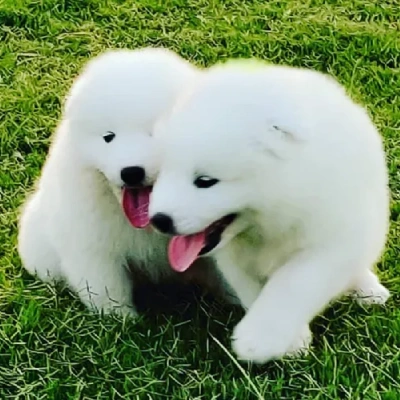 Samoyed puppies for sale in Udaipur