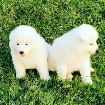 Samoyed puppies for sale in Bikaner