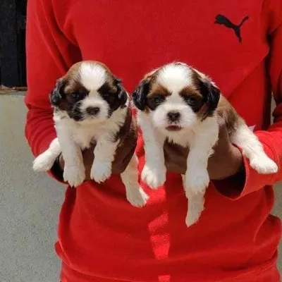 Shih Tzu puppies for sale in Kota