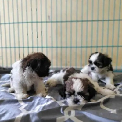 Shih Tzu puppies for sale in Gurgaon