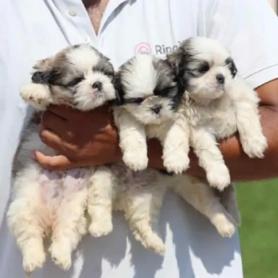 Shih Tzu puppies for sale in Vijayawada