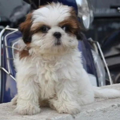 Shih Tzu puppies for sale in Jaipur