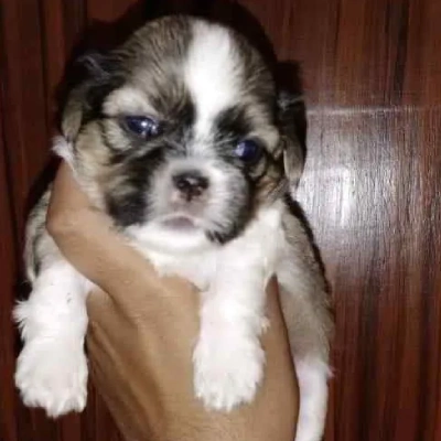 Shih Tzu puppies for sale in Bikaner