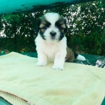 Shih Tzu puppies for sale in Jodhpur