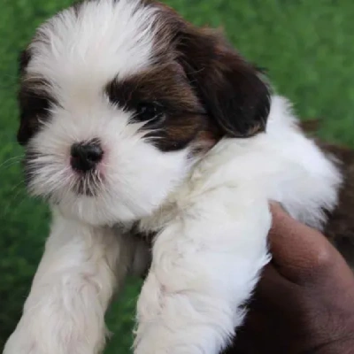 Shih Tzu puppies for sale in Kota