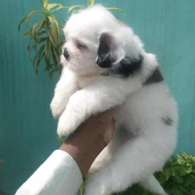 Shih Tzu puppies for sale in Ajmer