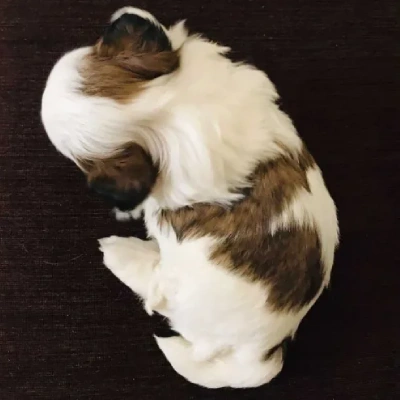 Shih Tzu puppies for sale in Gurgaon