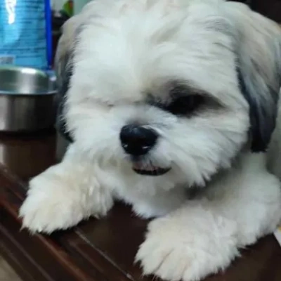 Shih Tzu puppies for sale in Gurgaon