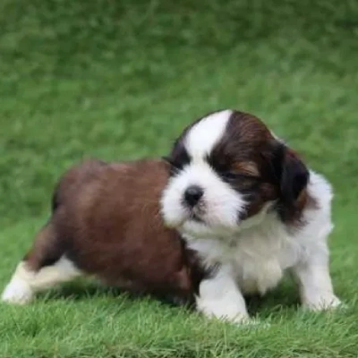 Shih Tzu puppies for sale in Vijayawada