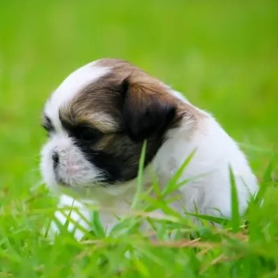 Shih Tzu puppies for sale in Vijayawada