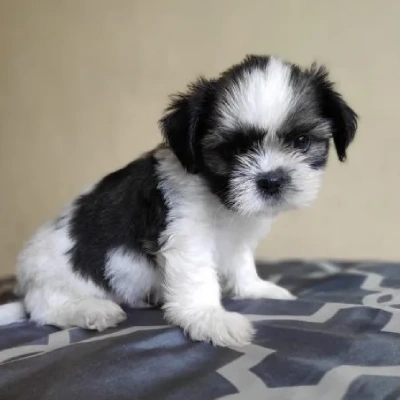 Shih Tzu puppies for sale in Bikaner