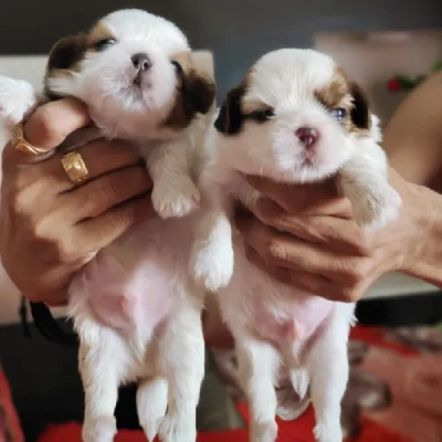 Shih Tzu puppies for sale in Kota