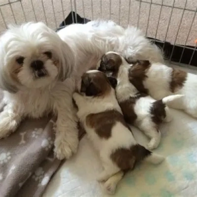 Shih Tzu puppies for sale in Bikaner