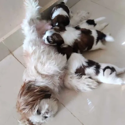 Shih Tzu puppies for sale in Udaipur