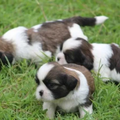 Shih Tzu puppies for sale in Gurgaon