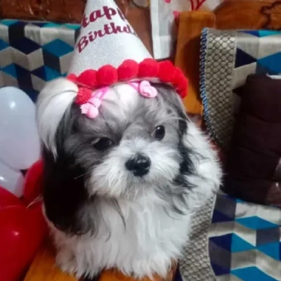 Shih Tzu puppies for sale in Kota