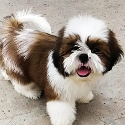 Shih Tzu puppies for sale in Bikaner